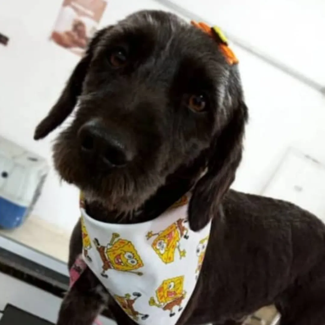 Mel depois do resgate